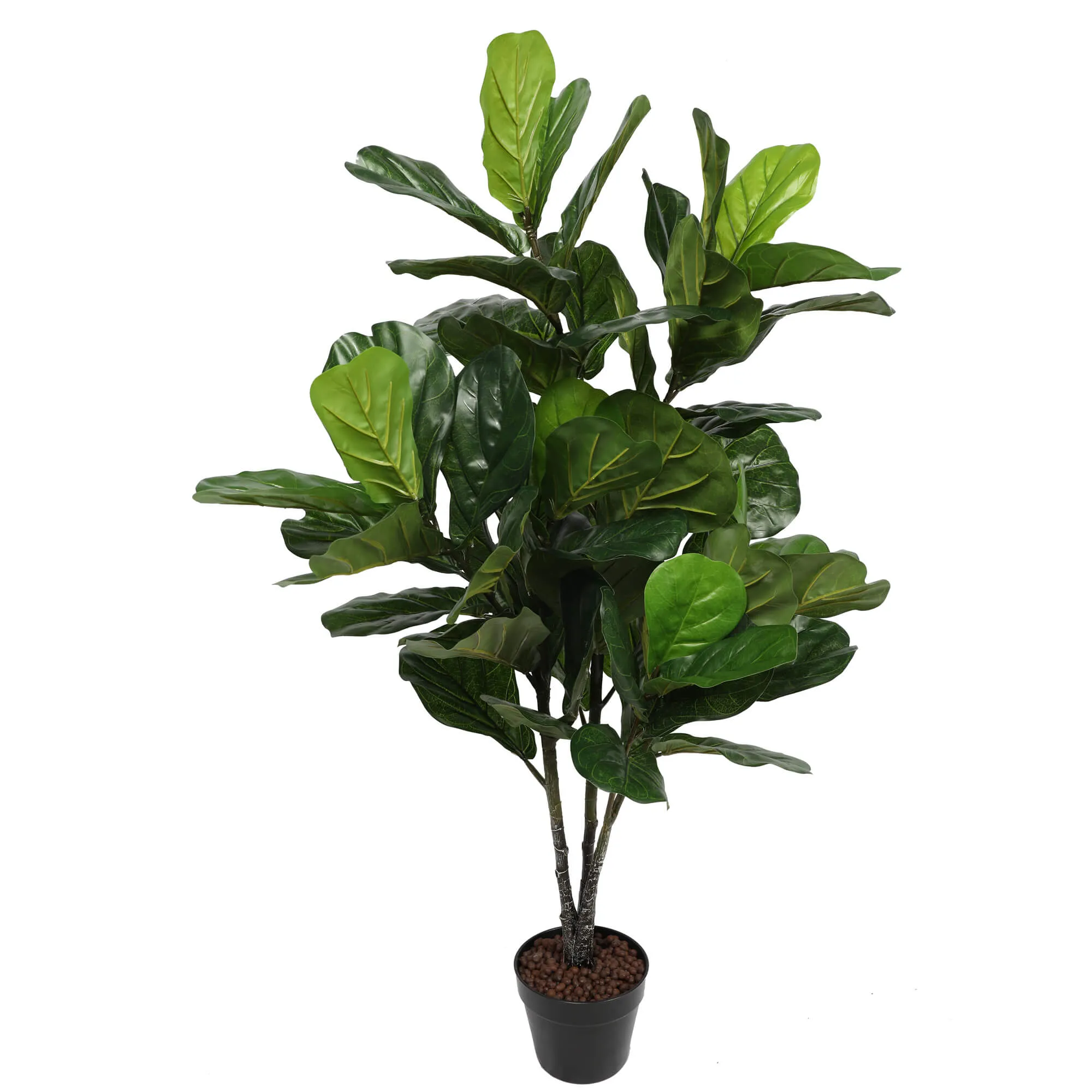 Pair Bundle - 2 x Ficus Fiddle Leaf Plants 120cm