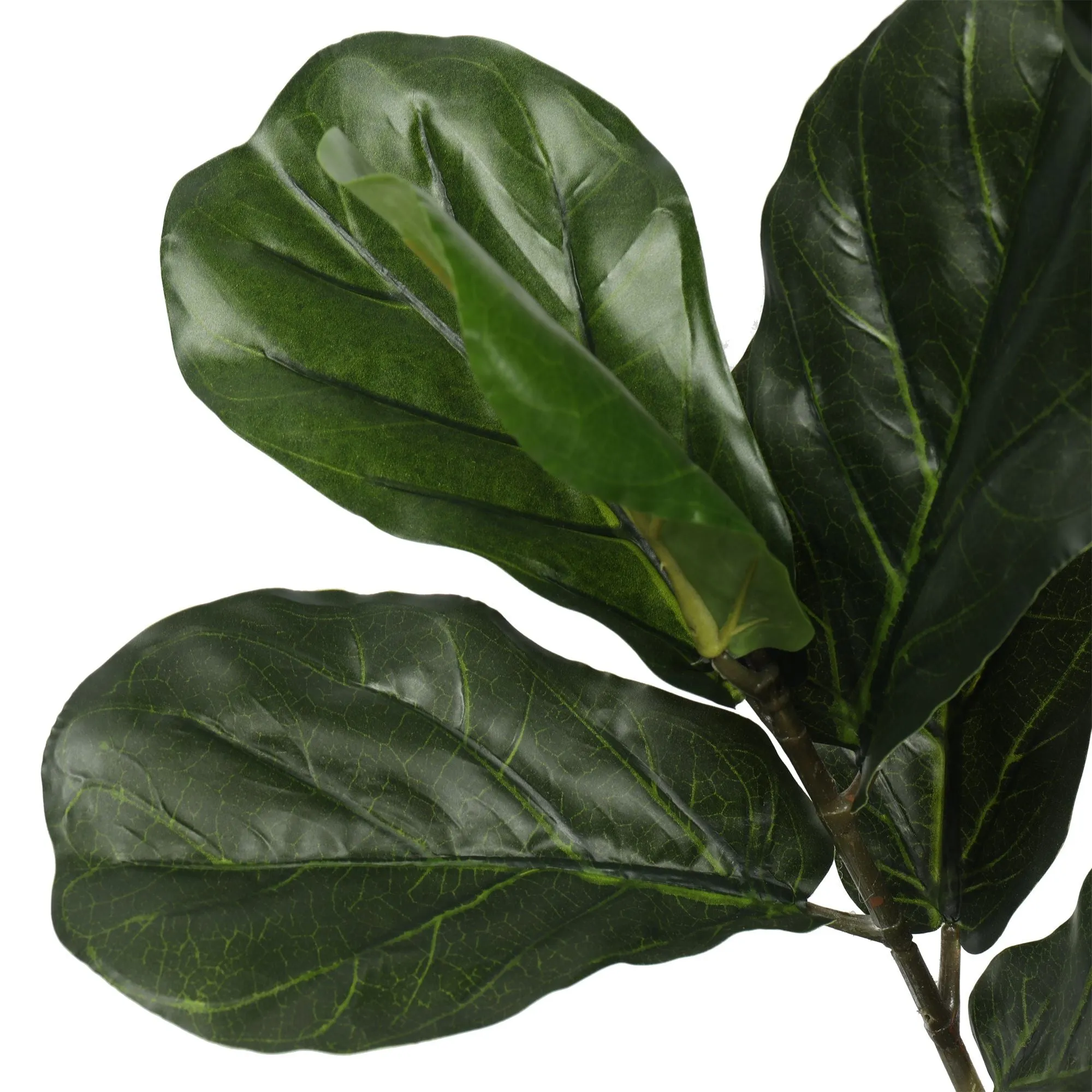 Pair Bundle - 2 x Ficus Fiddle Leaf Plants 120cm