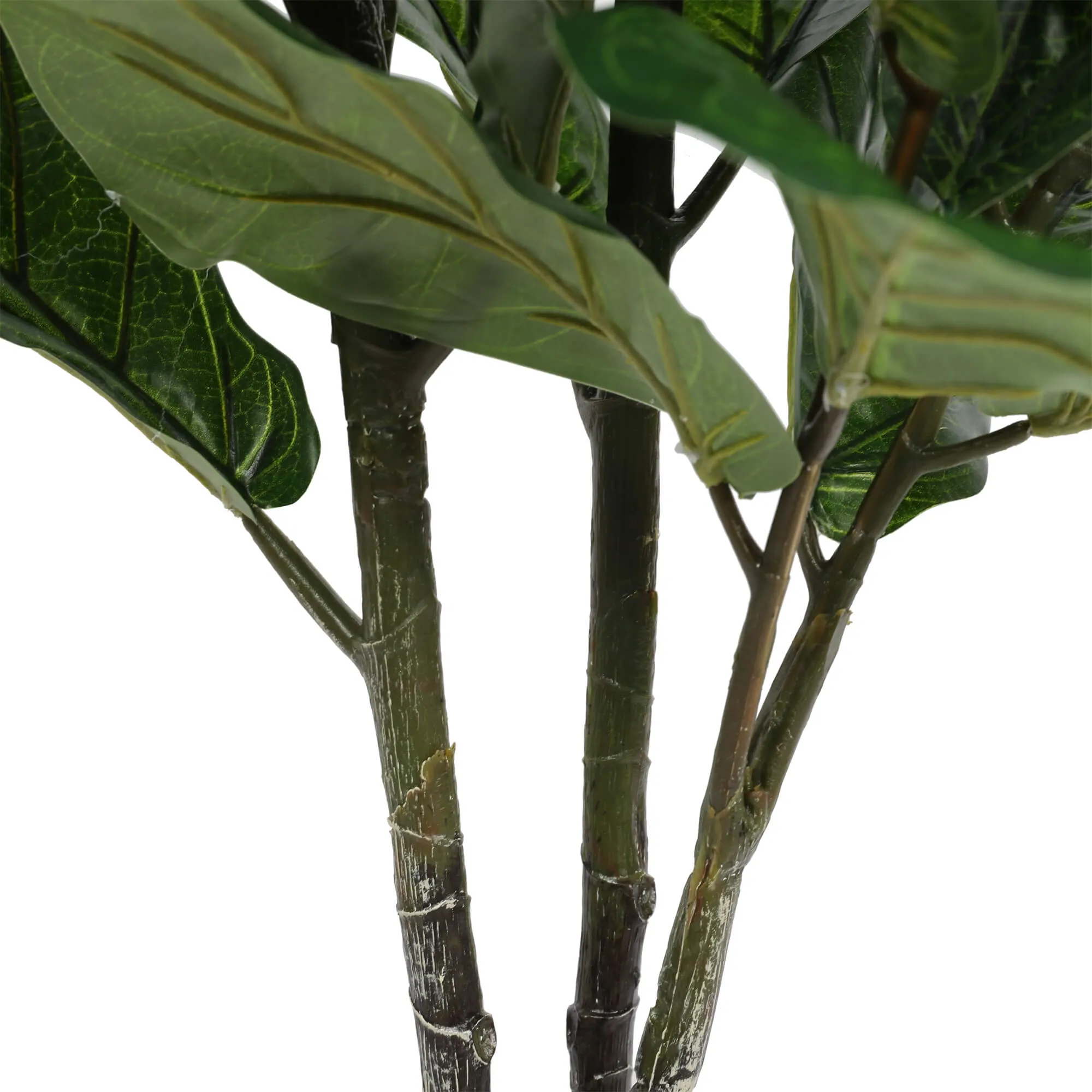 Pair Bundle - 2 x Ficus Fiddle Leaf Plants 120cm