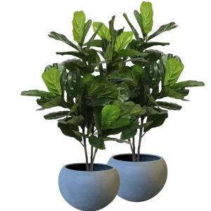 Pair Bundle - 2 x Ficus Fiddle Leaf Plants 120cm